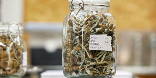 Psilocybin mushrooms that are ready for distribution.
