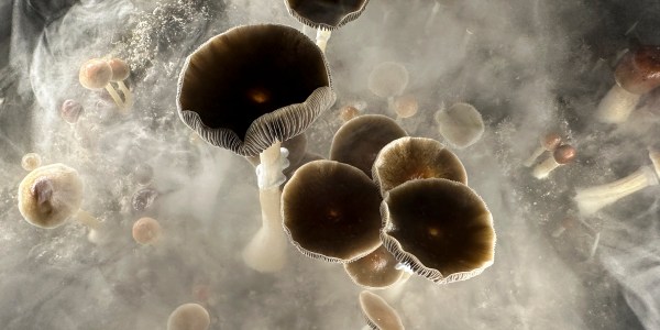 Psilocybin mushrooms.