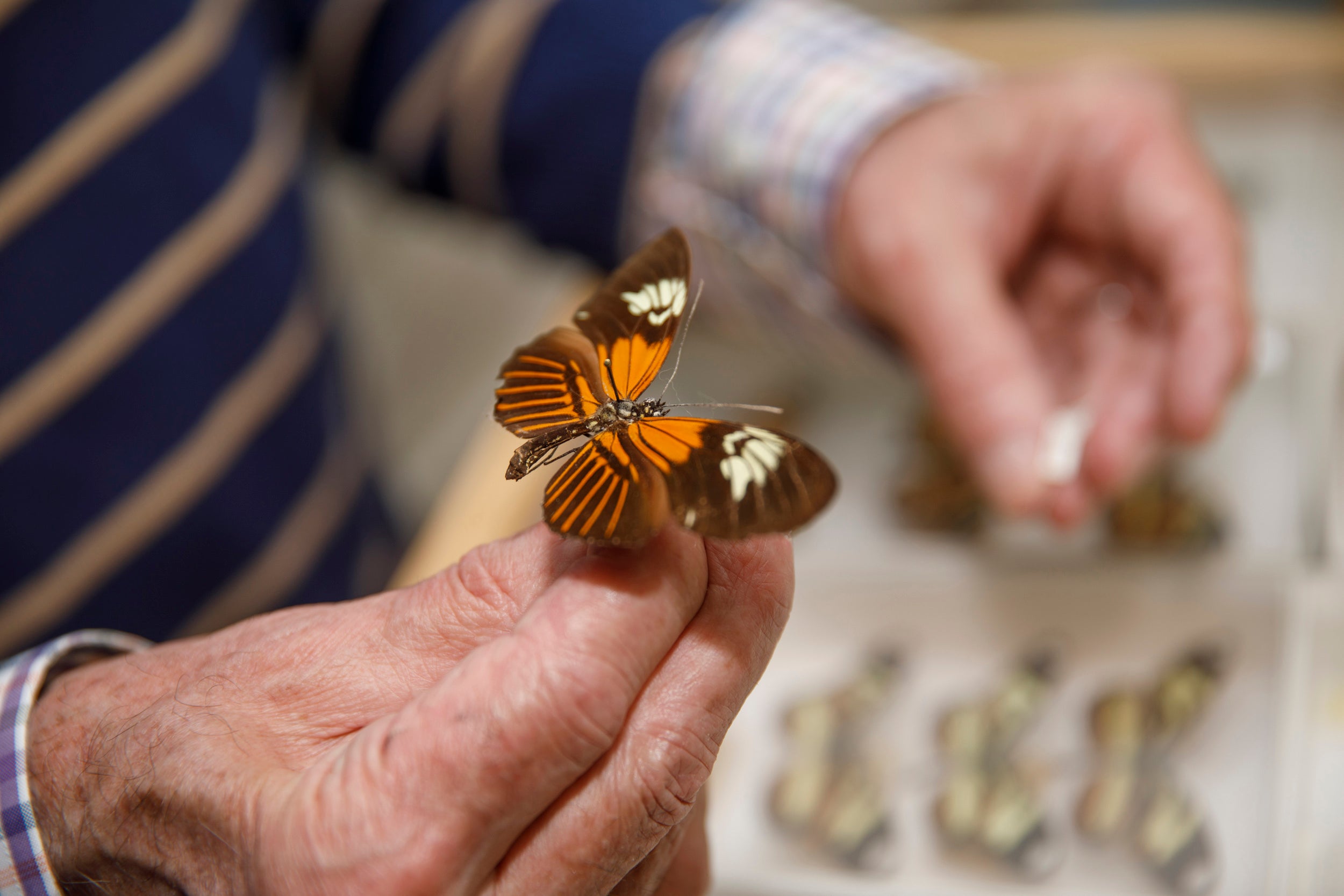 Rsearcher James Mallet holds a Heliconius elevatus butterfly.