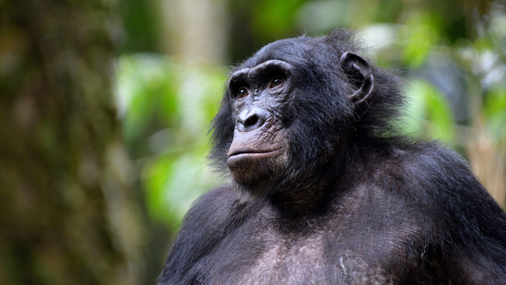 Bonobo.