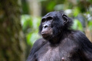 Bonobo.