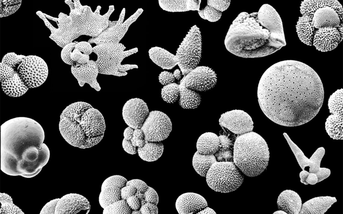 Planktonic foraminifera fossils.