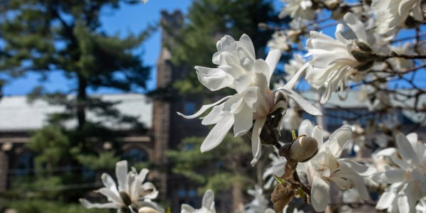 Flowers mark a beautiful spring day on Harvard Divinity School's campus.