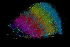 Six layers of excitatory neurons color-coded by depth.