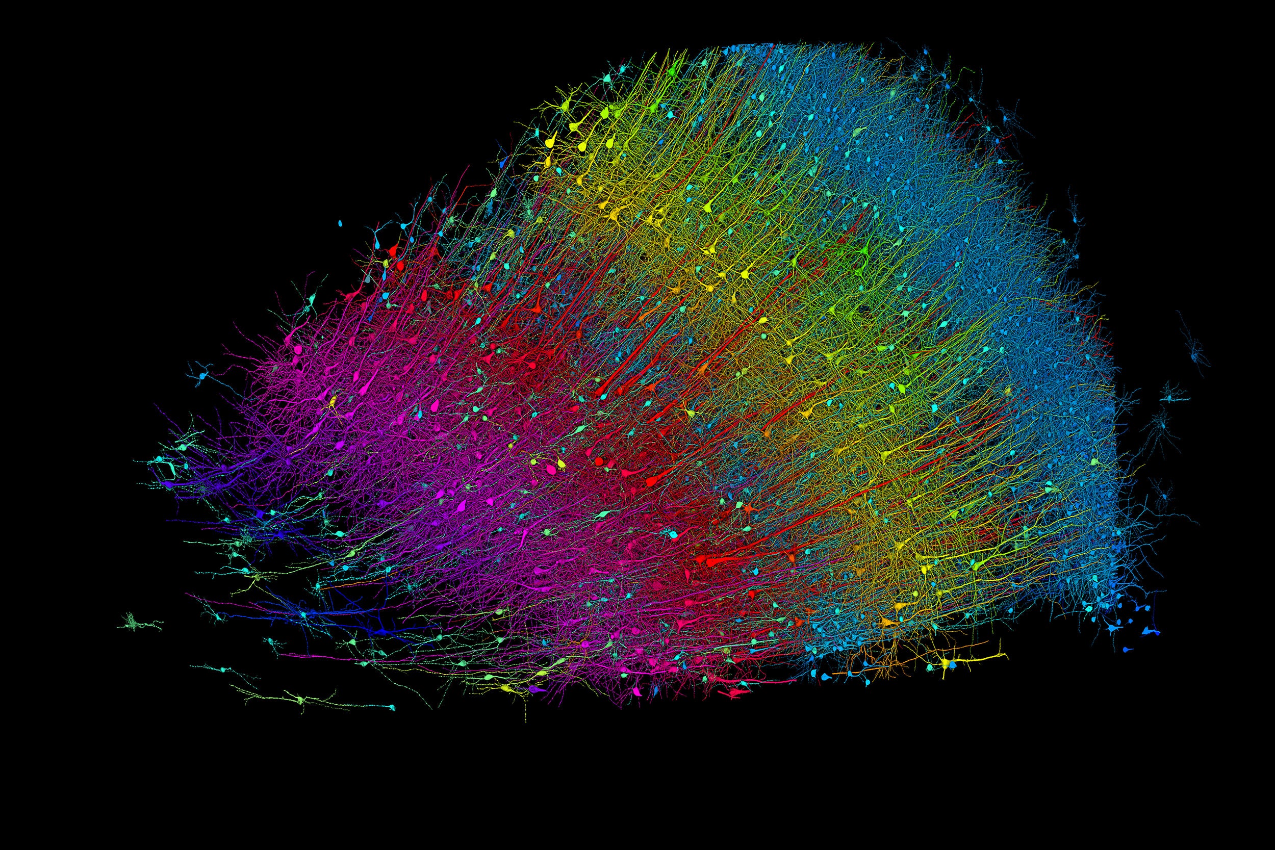 Six layers of excitatory neurons color-coded by depth. 