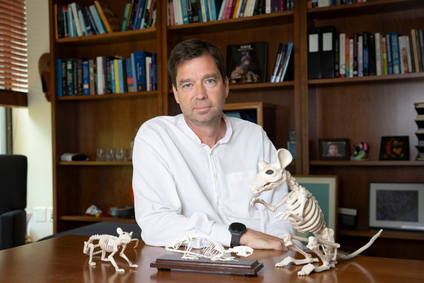 Want to make robots more agile? Take a lesson from a rat. — Harvard Gazette