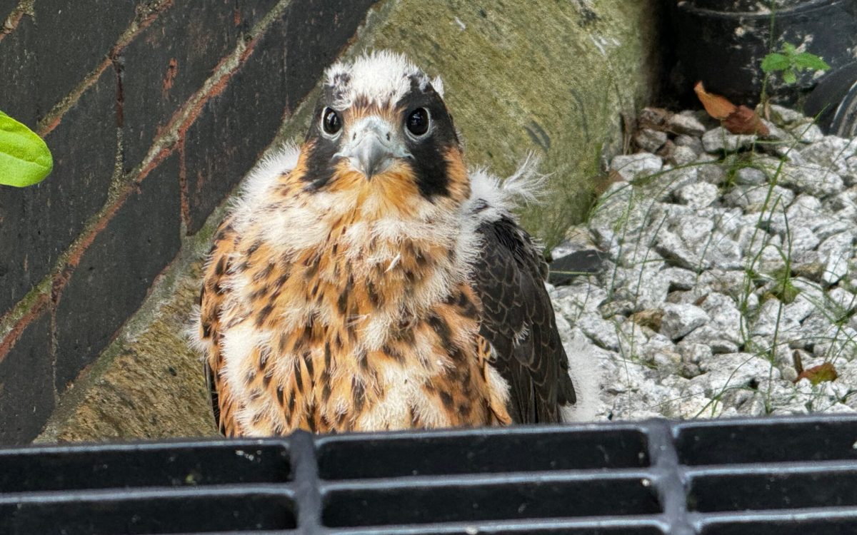 A baby falcon looking disheveled