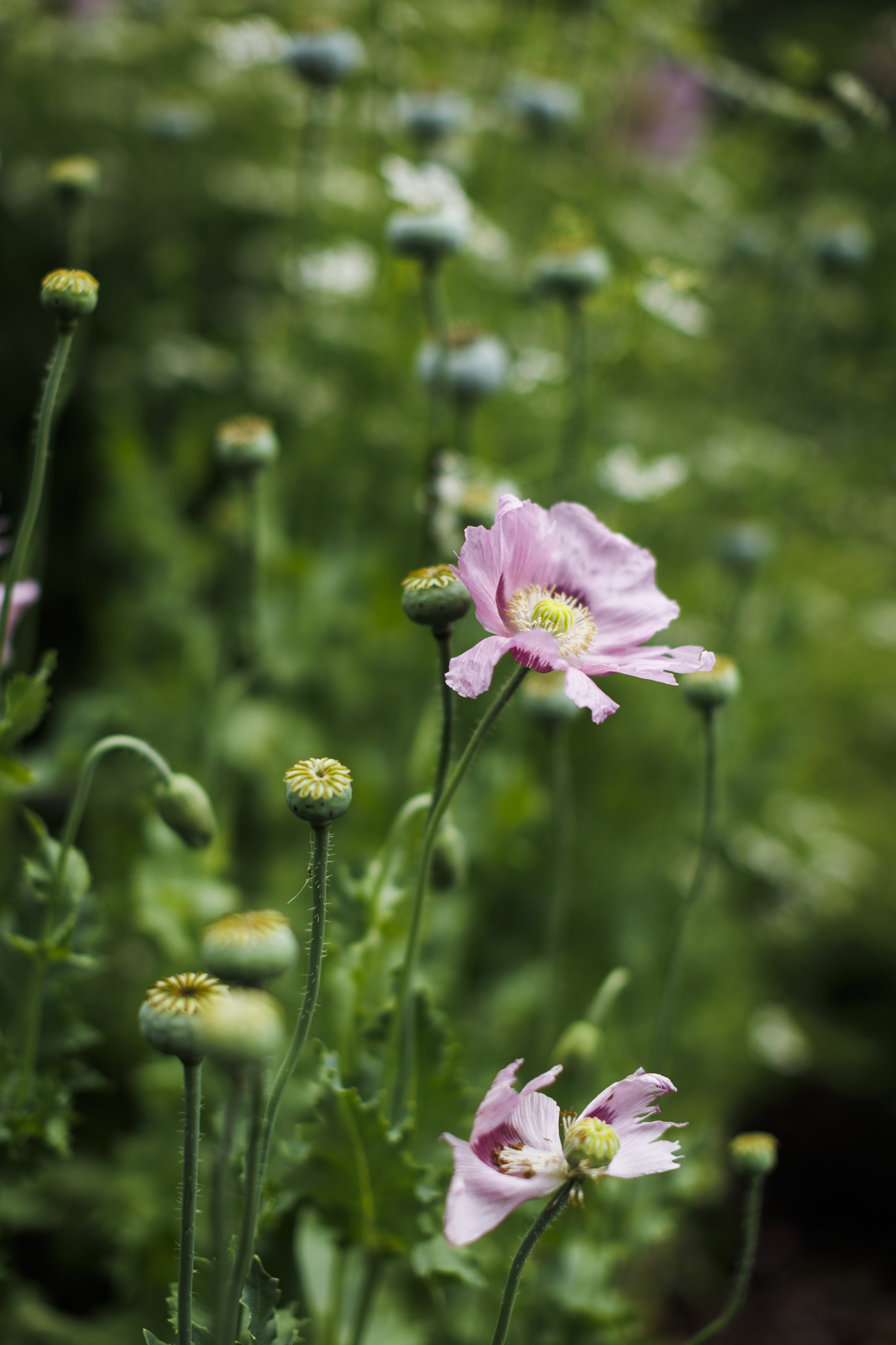 A detail of poppy flowers from Jamaica Kincaid's garden is pictured.