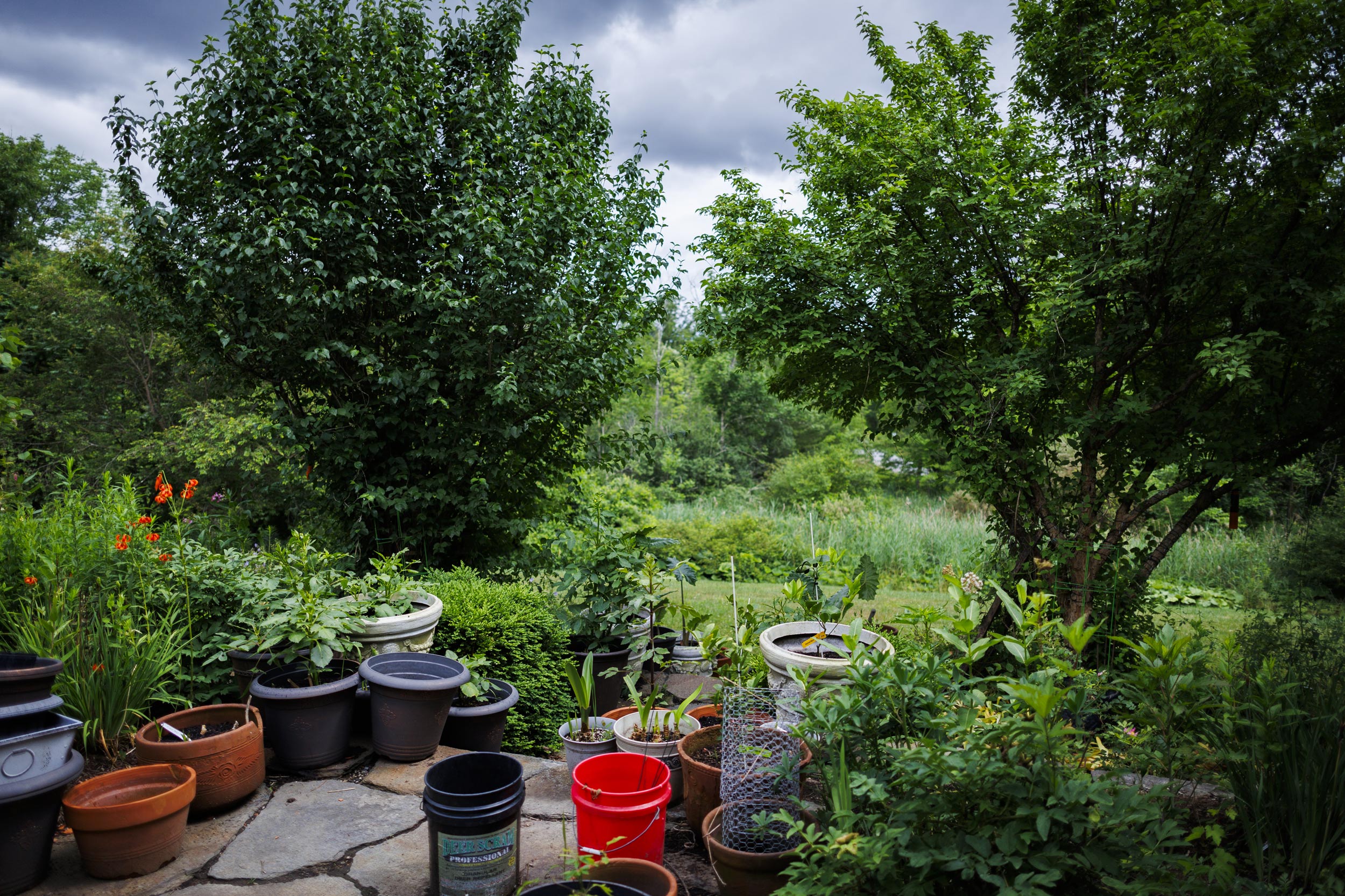 View of pots that start the path towards the garden. 