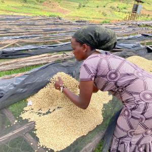 Woman harvesting coffee cherries.