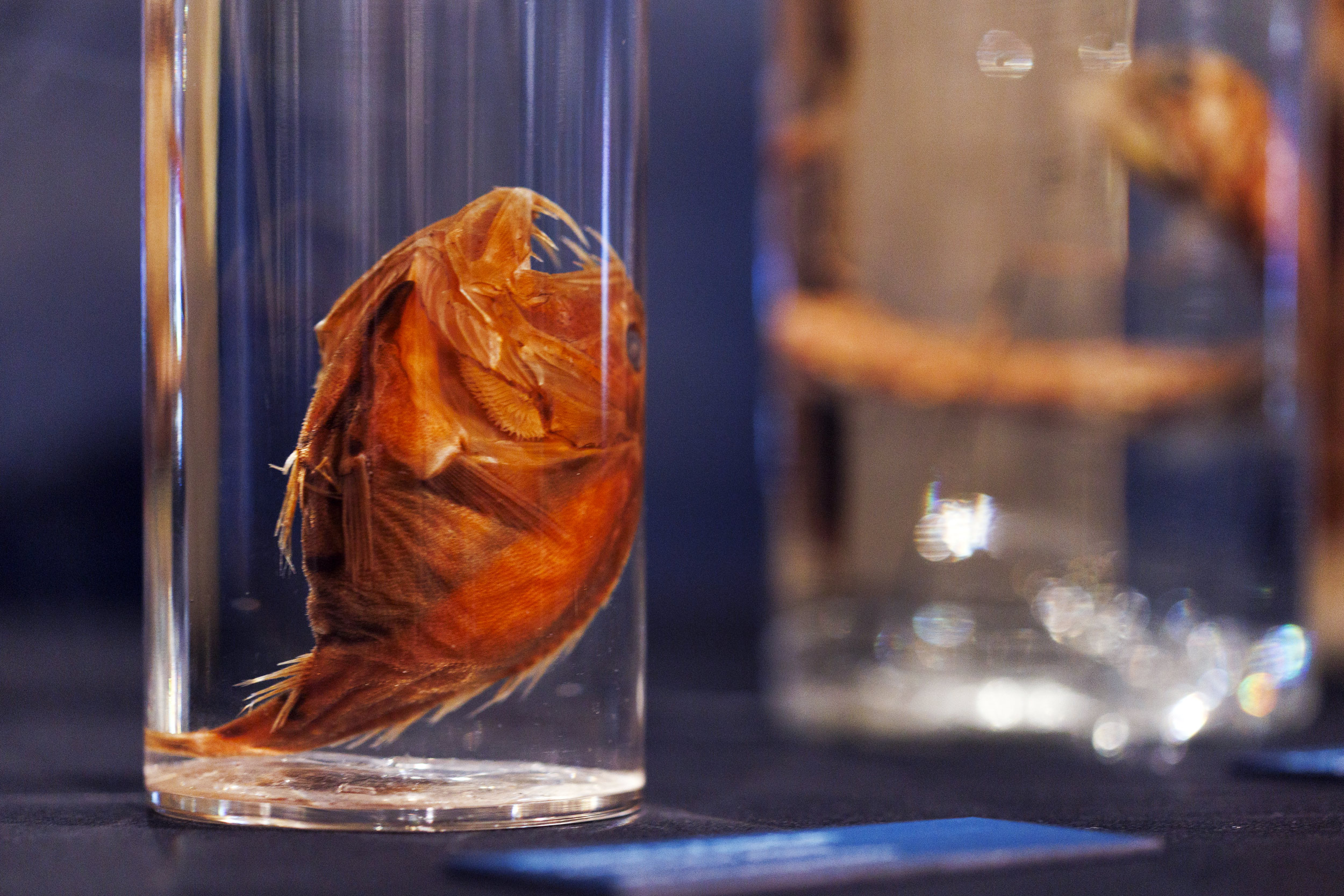 Sloane’s Viperfish, courtesy of the Museum of Comparative Zoology, Harvard University