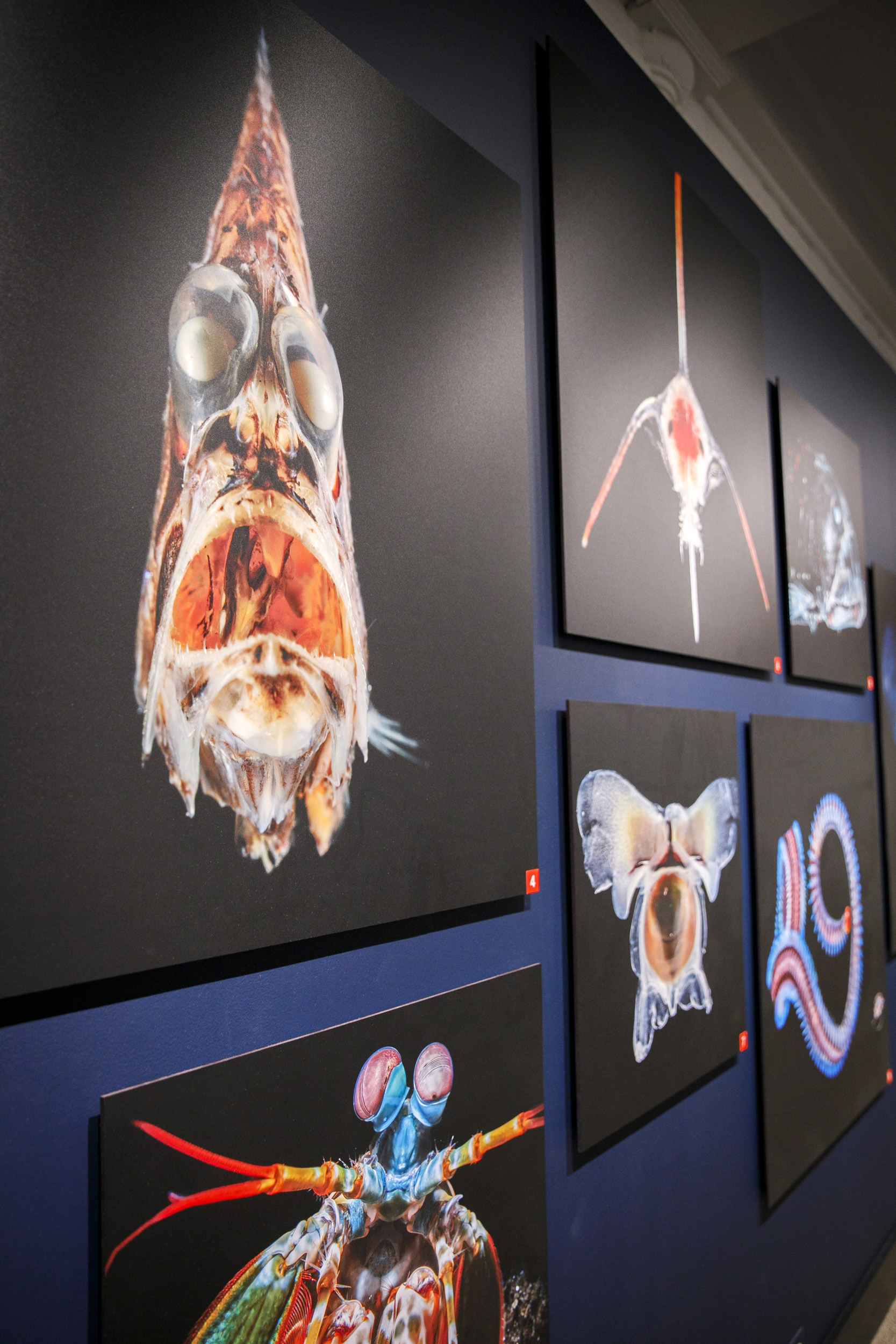 A wall of enlarged color photographs of sea creatures are on display. Photographs © Solvin Zankl.