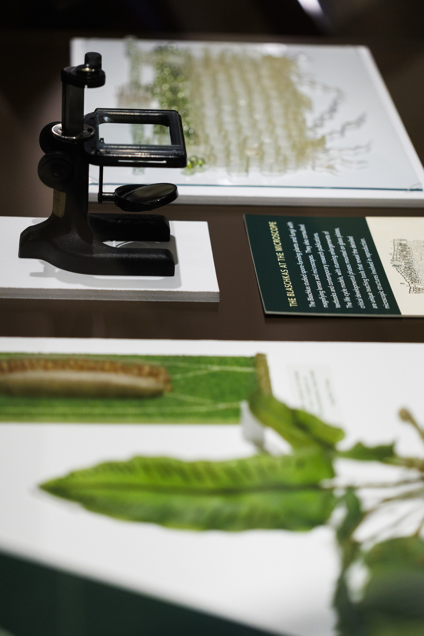 Objects in the introductory case include the Hart’s Tongue Fern model and a magnifier like what the Blaschkas would have used.