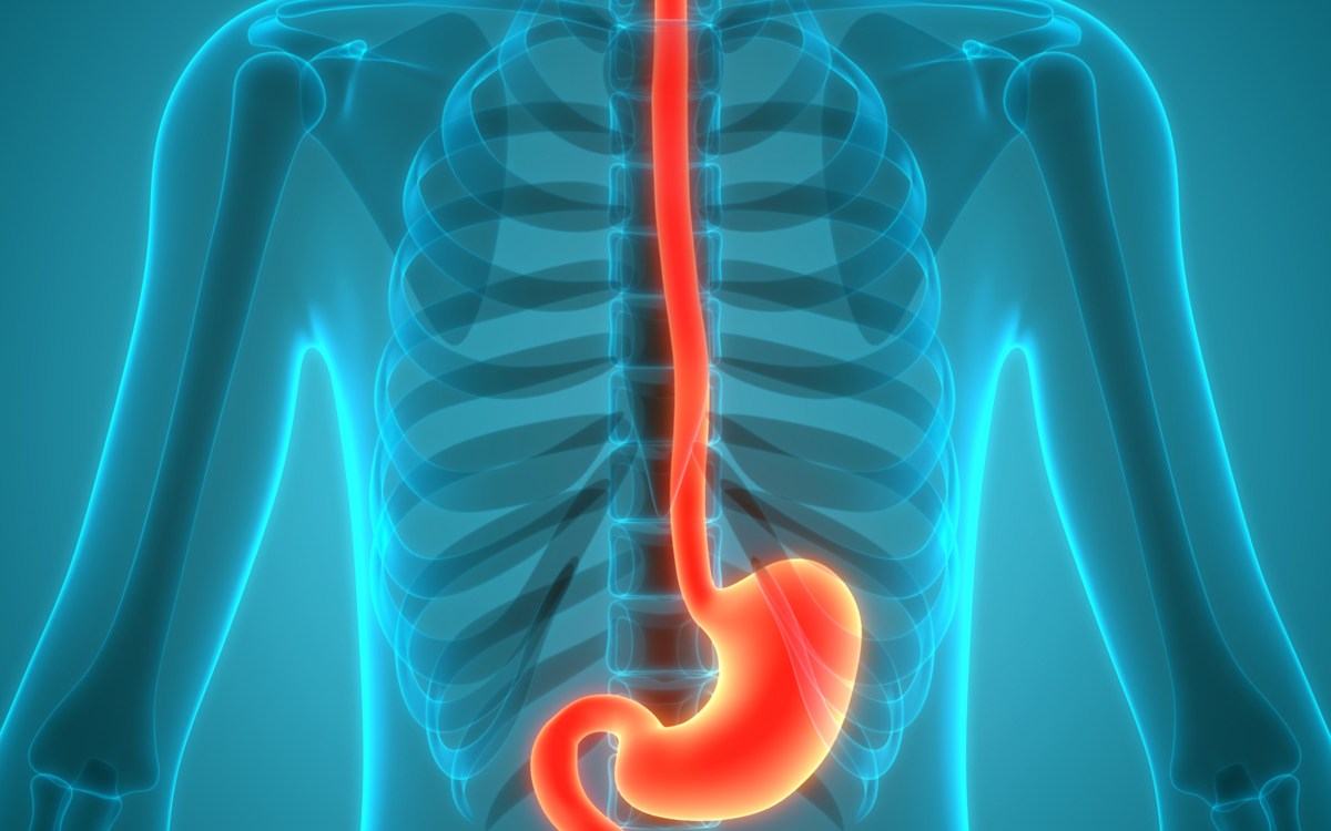 Illustration of Upper GI tract.