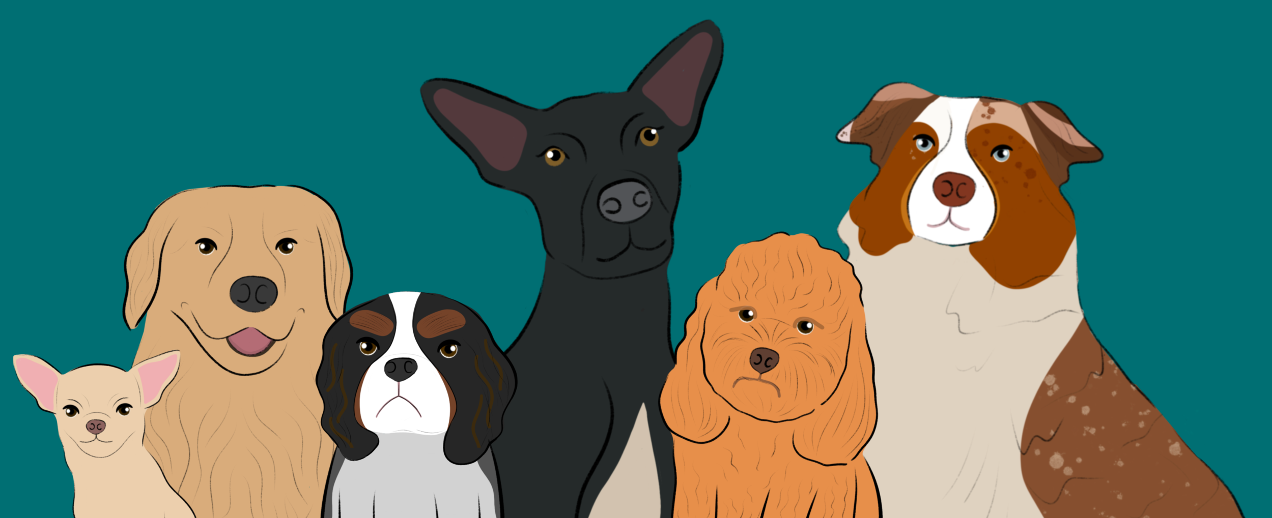 A Chihuahua, Golden retriever, king cavalier Charles spaniel, Great Dane, poodle, and cattle dog. 