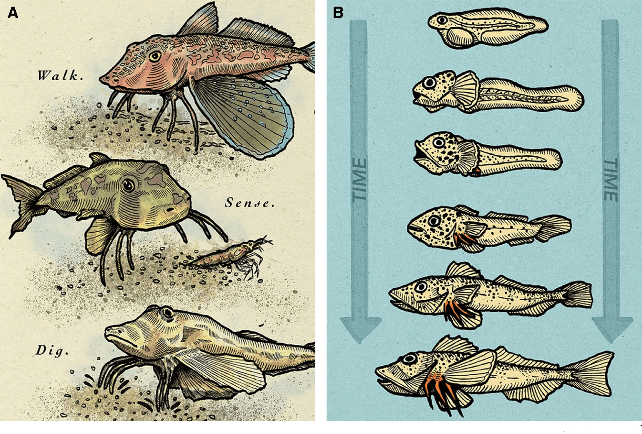 These fish use their ‘legs’ for more than walking — Harvard Gazette