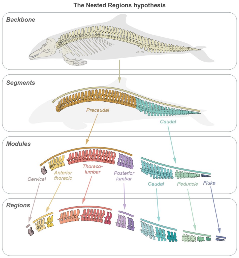 Illustrazione che mostra la divisione della spina dorsale del cetaceo nelle parti pre e caudale. 