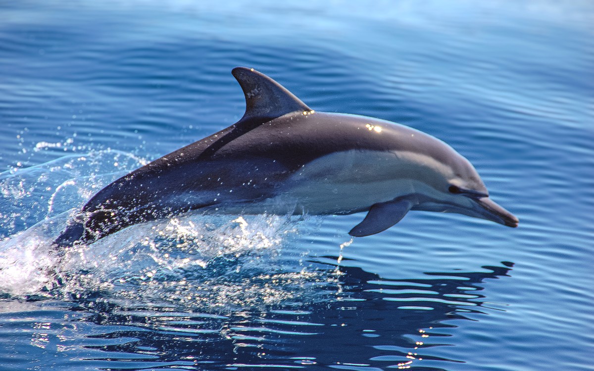 his is a common dolphin off the coast of Australia.