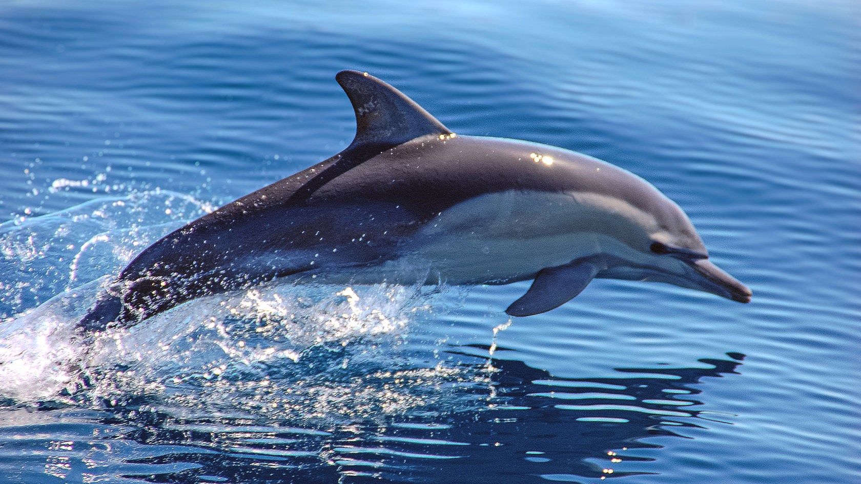 A common dolphin off the coast of Australia. 