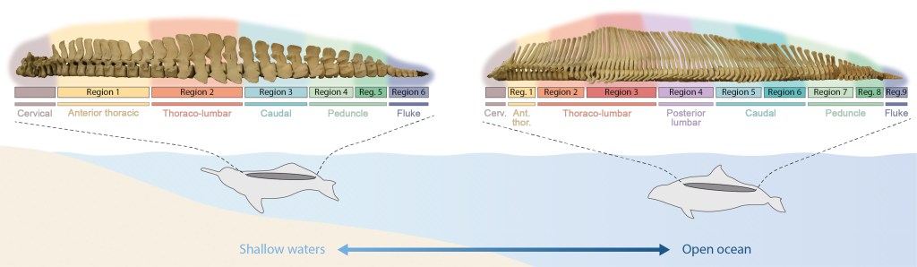 Comparing backbones of species living in shallow waters (left) and the open ocean (right) shows differences in number of vertebrae, regions, and modules. 