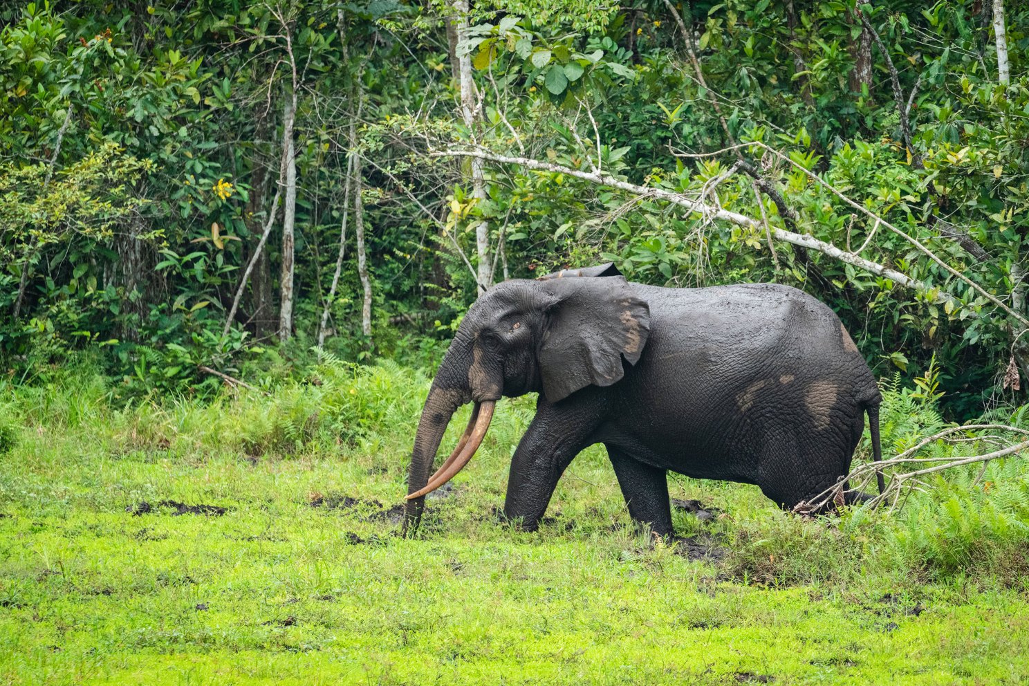 African forest elephant traveling.