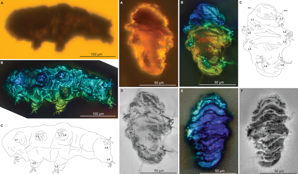 Left: Ventral view of Beorn leggi photographed with transmitted light under compound microscope (A), with autofluorescence under confocal microscope (B), and schematic drawing; Right: Habitus of Aerobius dactylus ventral (A,D) and dorsal view (E,F) photographed using confocal microscope and compound microscope. Schematic drawing (C), specimen and claws viewed in inverted greyscale to highlight autofluorescence intensity (D,F).