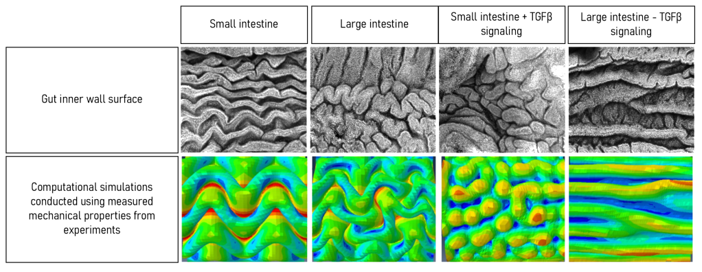 The different shapes of the gut inner wall surface for the small and large intestine, and with TGF Beta.

Computational simulations of the  small and large intestine, and with TGF Beta with measured mechanical properties from experiments. 
