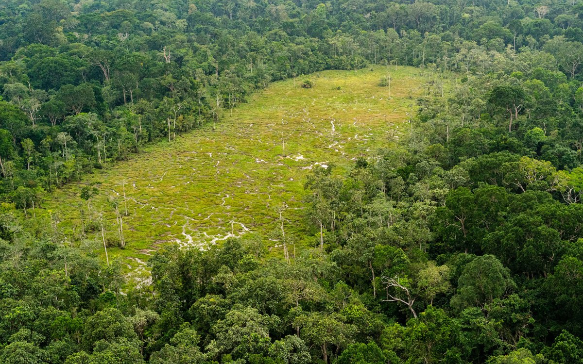 Aerial view of a bai in Odzala-Kokoua National Park, Republic of the Congo.