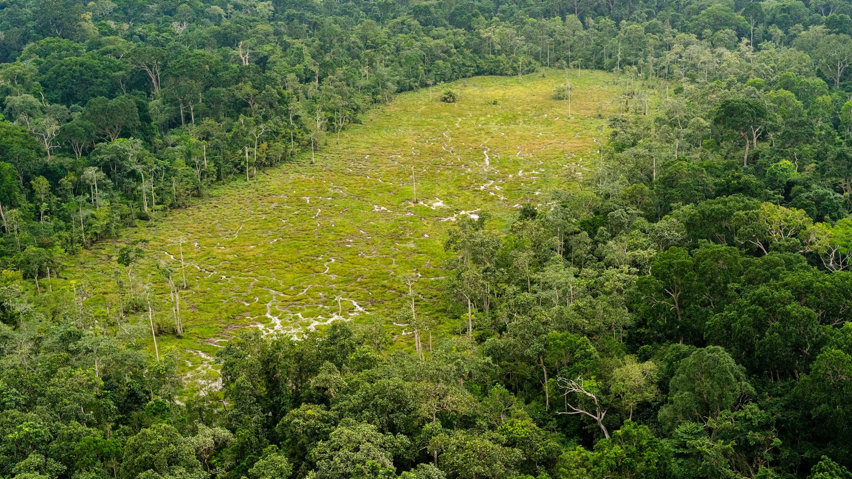 Aerial view of a bai in Odzala-Kokoua National Park, Republic of the Congo. 