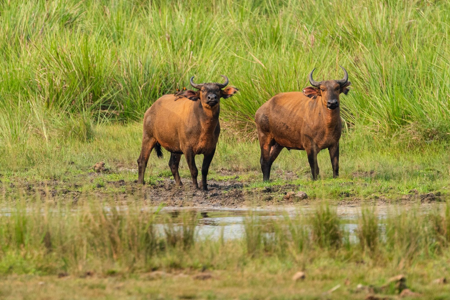 Pair of forest buffalo in Mbouebe Bai.