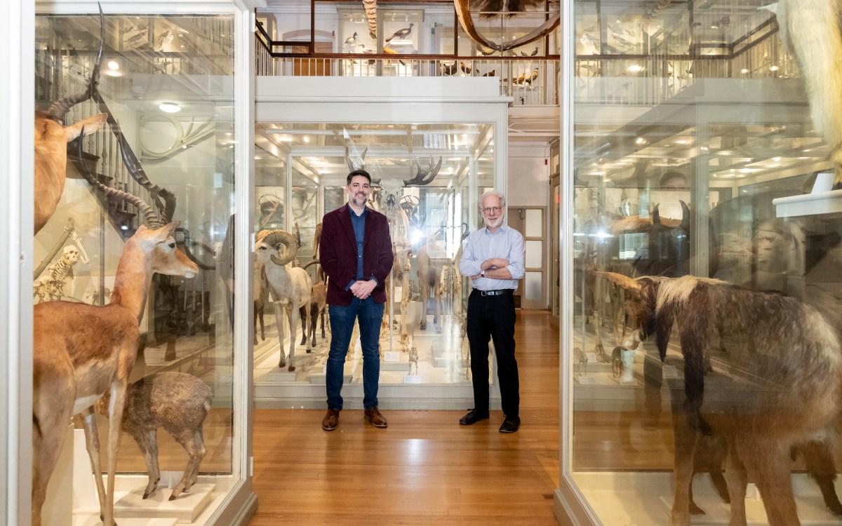 Andrew Yegian and Professor Dan Lieberman in a museum with stuffed animals in glass cases.