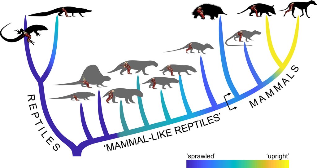 Evolutionary interrelationships of the modern (black) and extinct (gray) species investigated.