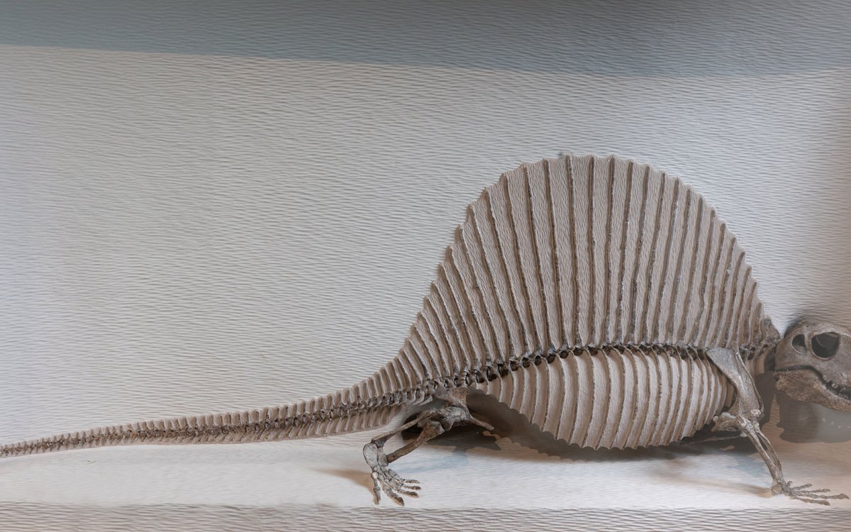 Fossil of the early sail-backed synapsid Dimetrodon from 290 million years ago, investigated during the study.