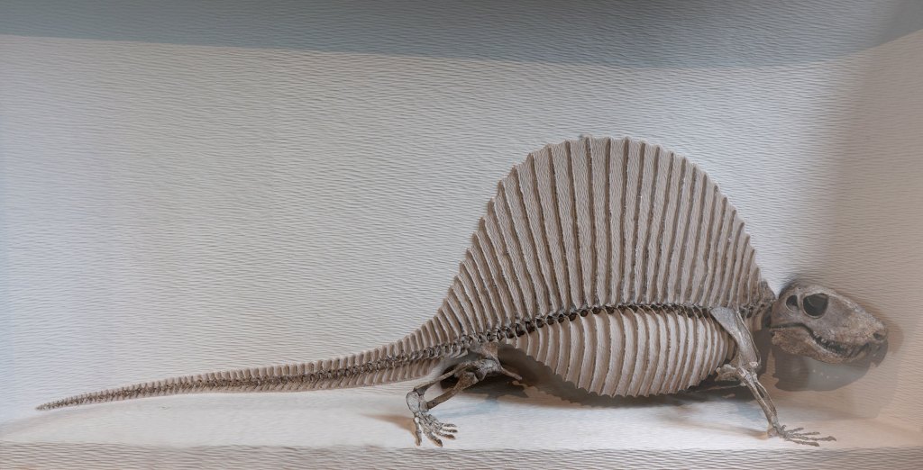 Fossil of the early sail-backed synapsid Dimetrodon from 290 million years ago, investigated during the study.