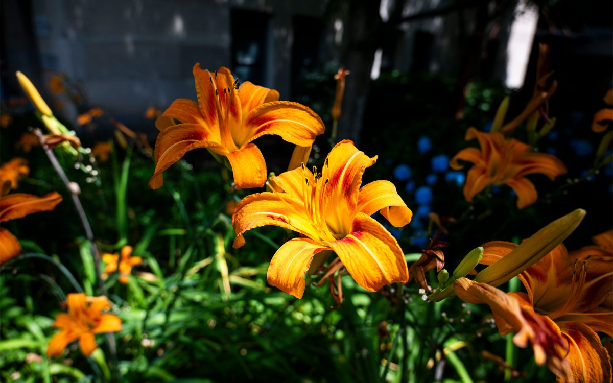 Flowers seen on Harvard Campus.