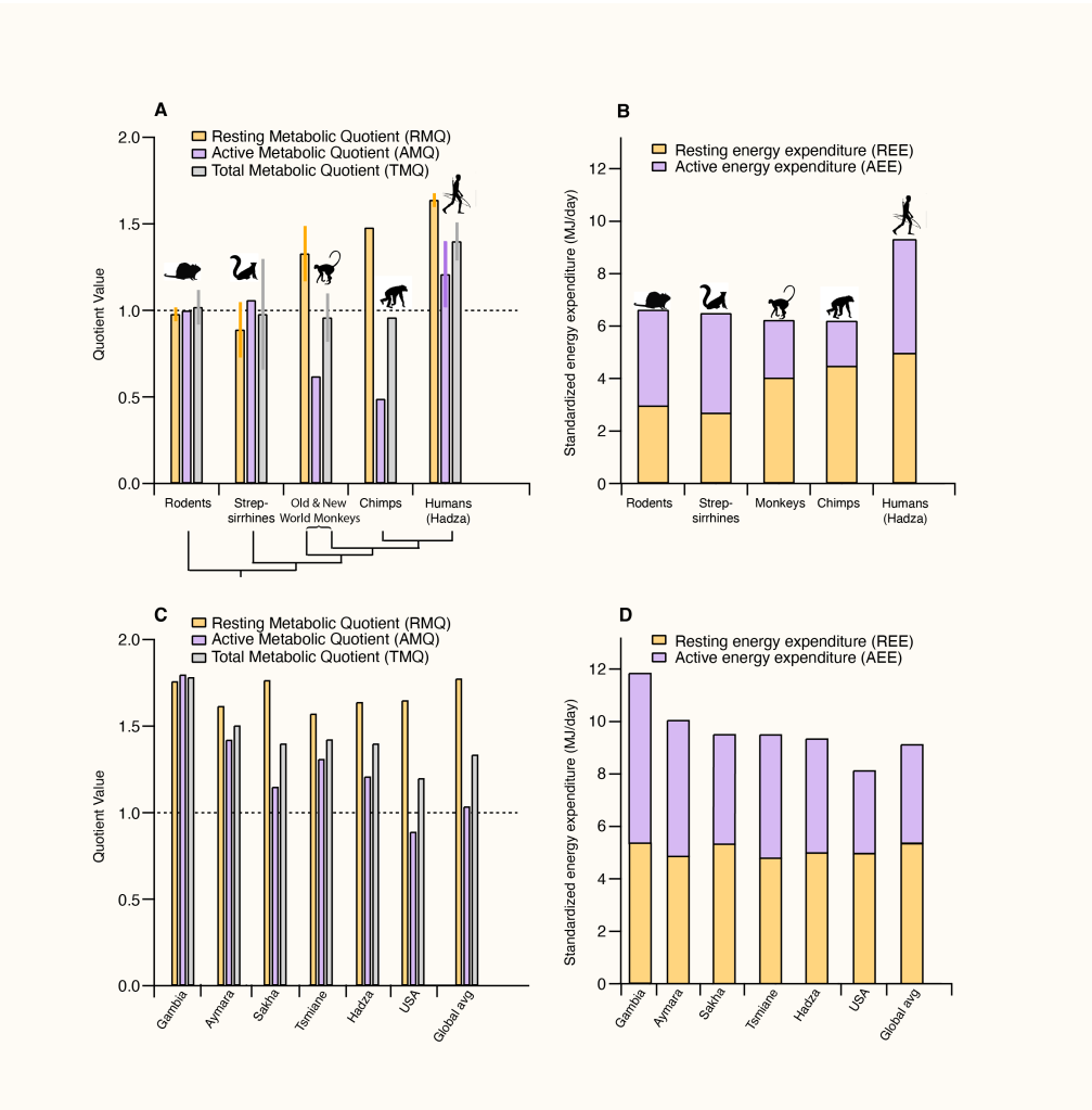  Comparisons of resting, active, and total metabolic quotients among various species and human populations, as defined by the Harvard researchers’ new method.