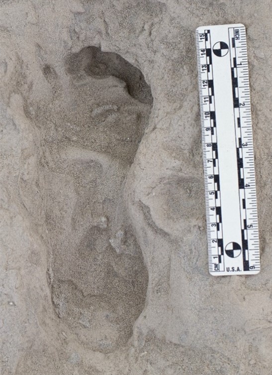 Fossil Footprints Offer Evidence Of Two Human Species Living ...