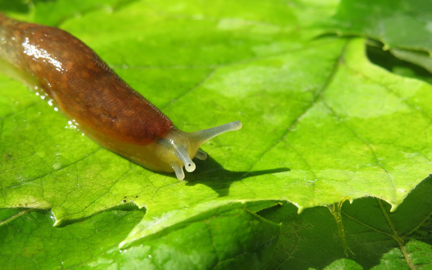 Slug crawling on a leaf.