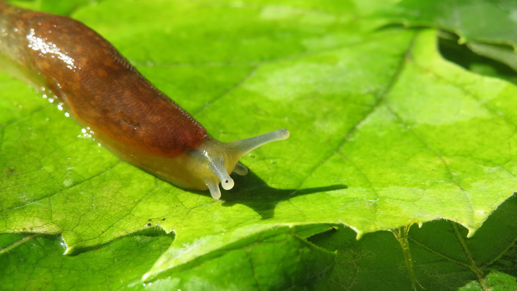 Slug crawling on a leaf.