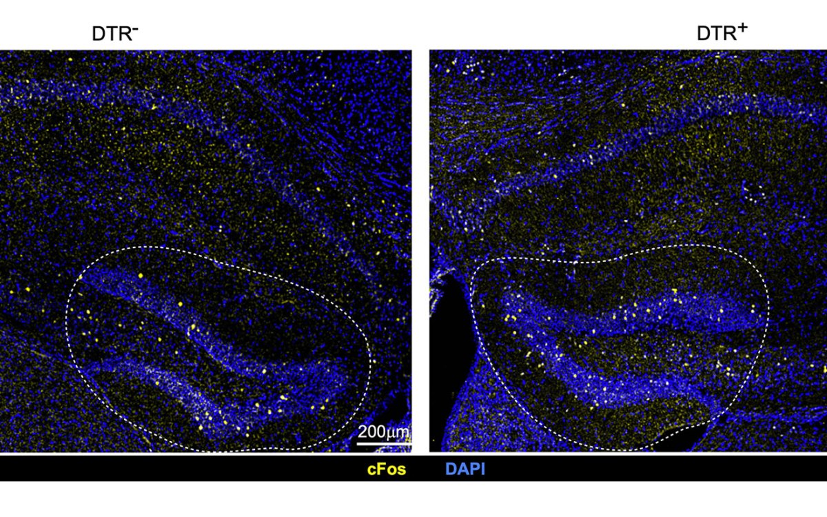 Differences in neuronal activation in mice with intact Tregs (left) and depleted Tregs (right).