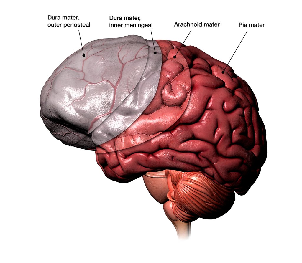 Illustration of three protective layers under the skull.