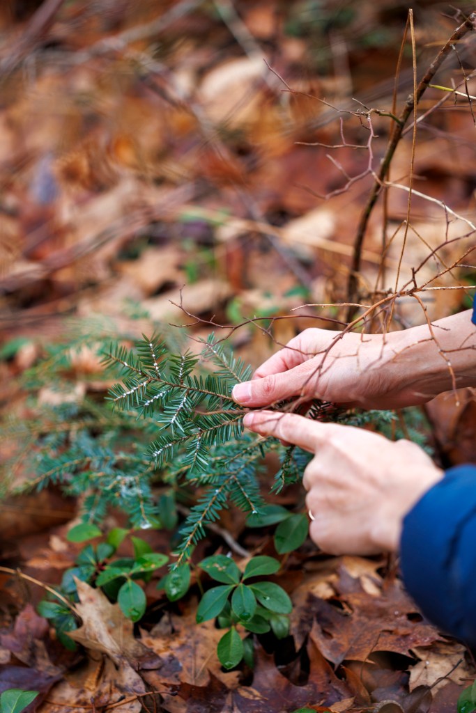 Clarisse Hart (pictured) points out the woolly adelgid on a hemlock.