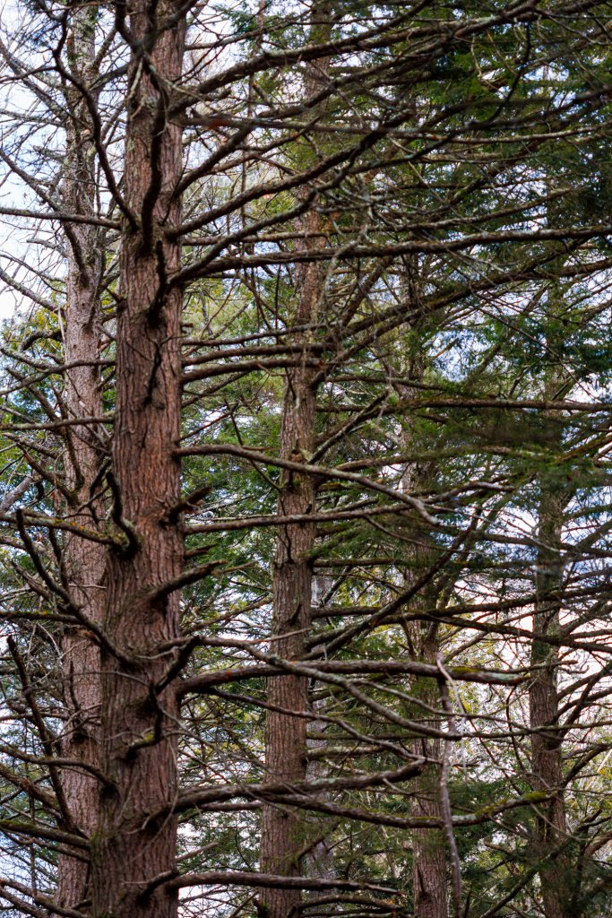 Harvard Forest showing signs of hemlock woolly adelgid. 