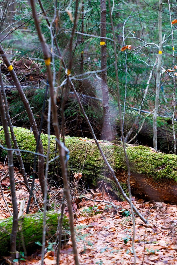 Black birch have begun to flourish in place of fallen hemlocks in the forest.