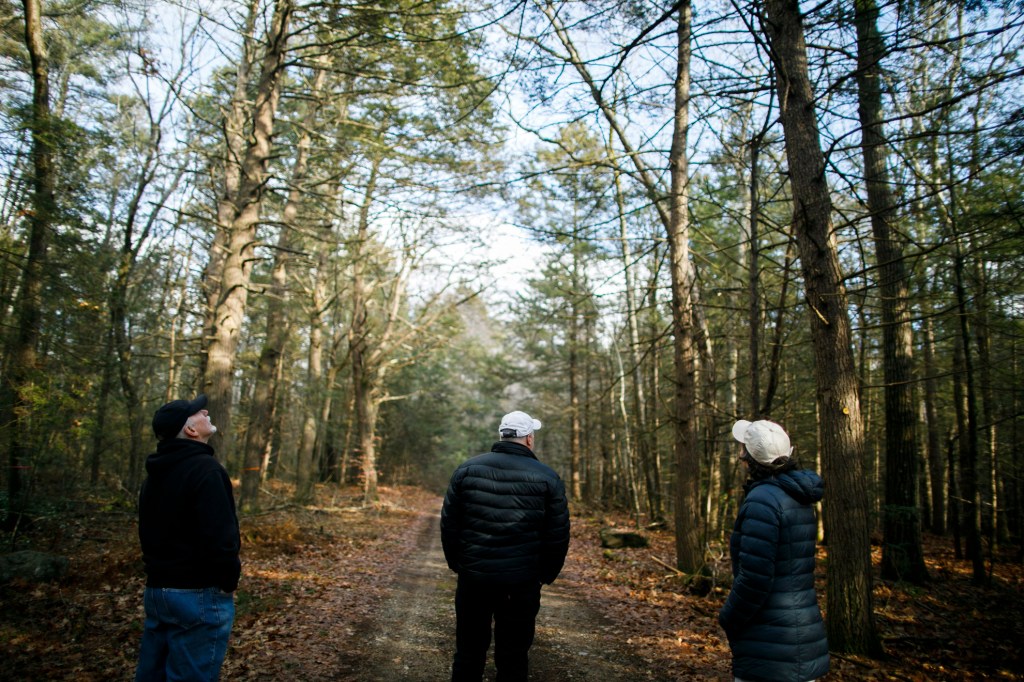 Dying hemlocks are usually replaced by deciduous trees, black birches in Harvard Forest’s case. Those trees give the forest a different feel, shady and green by summer, but sunny and open in the winter.