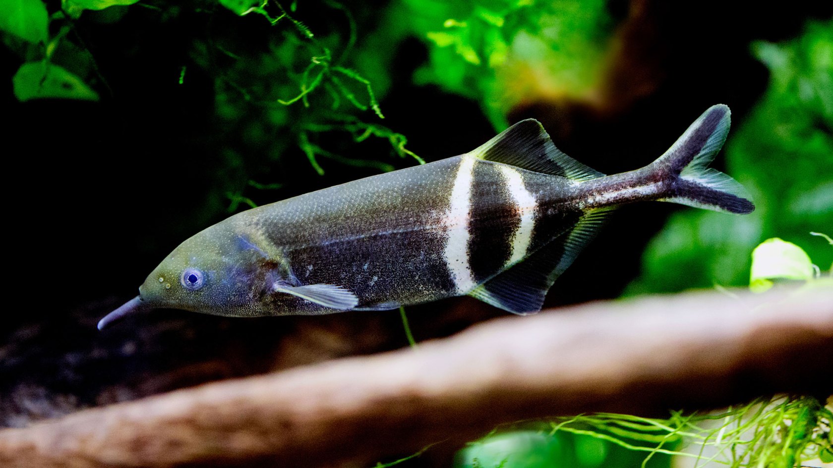 Elephantnose fish 