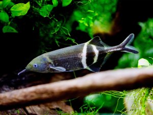 Elephantnose fish