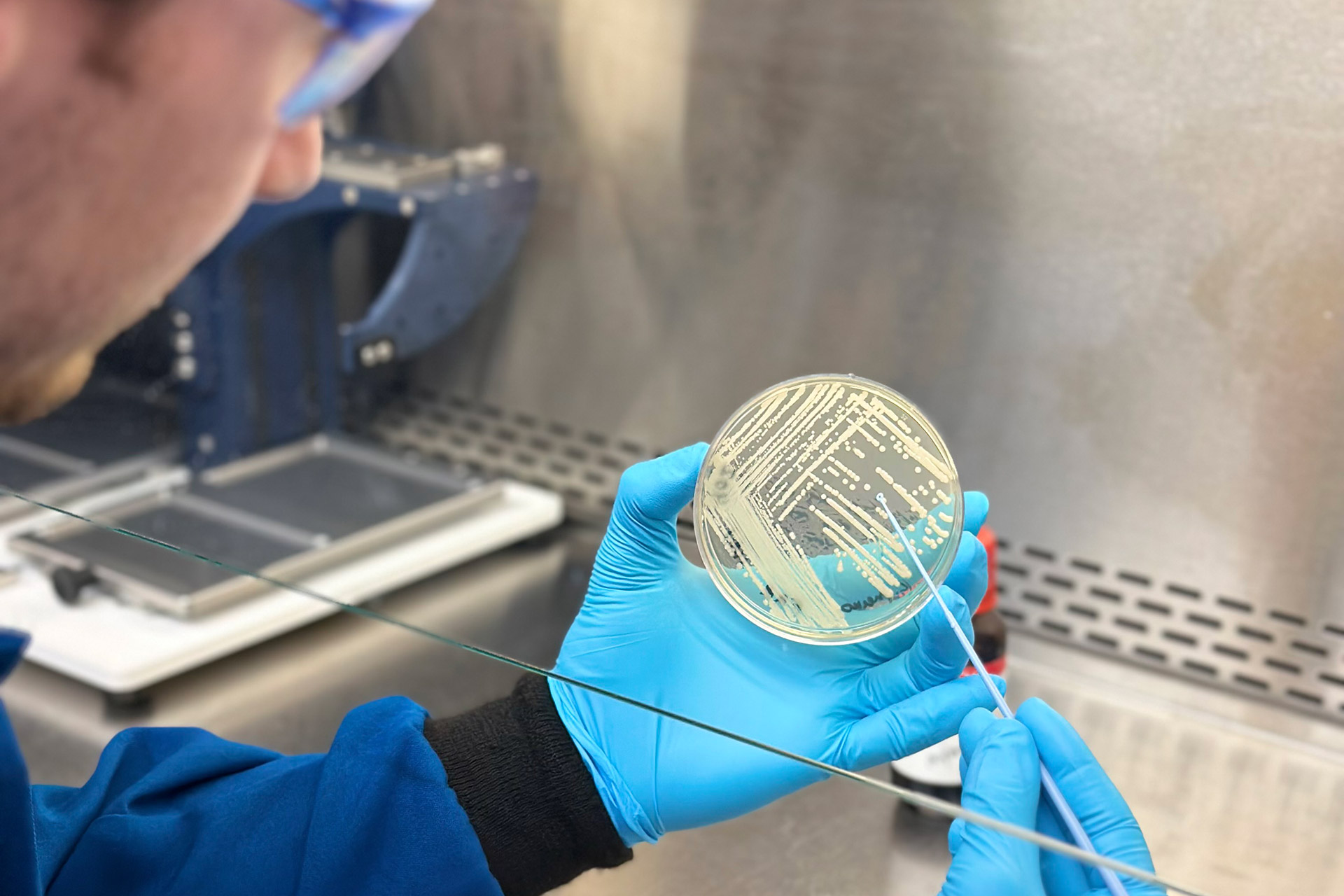 Ben Tresco working with a petri dish in the lab.