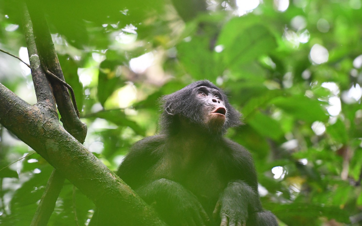 Bonobo vocalizing.