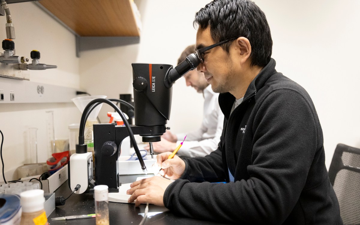 Kenichi Iwasaki (pictured), Research Scientist, working with fruit flies.